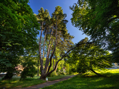 Zámecký park Velké Opatovice #0