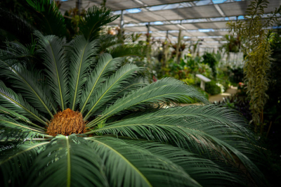 Botanická zahrada a park Střední odborné školy Jarov #3