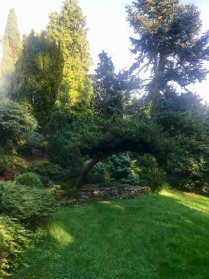 Miniarboretum Újezd nade Mží #3