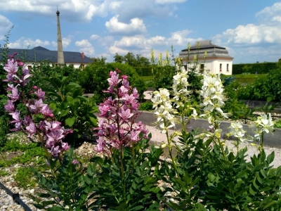 Hospital Kuks - Bylinková a ovocná zahrada #1