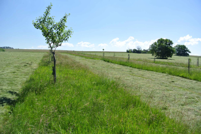 Komentované procházky hrušňovými a třešňovými sady Farma Blatnička #2